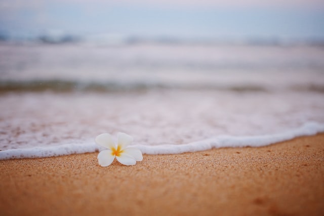 flower on hawaii beach