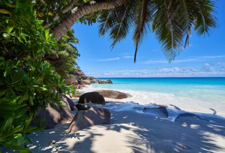seychelles beach with palms and stone